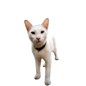 White Cat With A Collar Stands On A City Sidewalk, Surrounded By Greenery And Parked Cars 15795 - Cat PNG image with transparent background